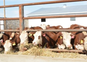 АҚТӨБЕ ОБЛЫСЫНДА ЖАҢА ФЕРМА САЛЫНЫП ЖАТЫР