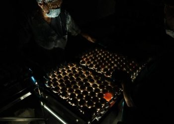 Жамбыл облысында жылына 30 млн жұмыртқаға арналған инкубатор іске қосылды