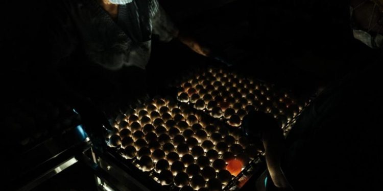 Жамбыл облысында жылына 30 млн жұмыртқаға арналған инкубатор іске қосылды