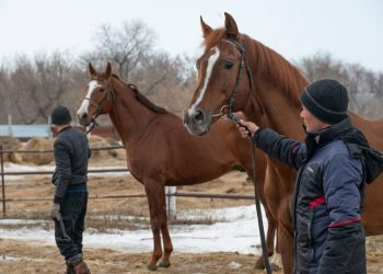 Институттың жұмысы – асыл тұқымды жылқылардың сапасын жақсарту