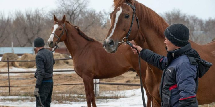 Институттың жұмысы – асыл тұқымды жылқылардың сапасын жақсарту