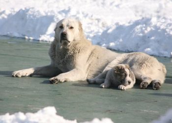 Төбеттің шығу тарихы мен түр-сипаты ресми бекітіледі