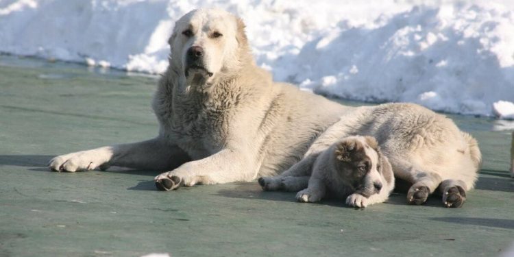 Төбеттің шығу тарихы мен түр-сипаты ресми бекітіледі