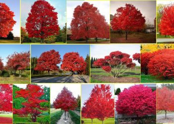 ҚЫЗЫЛ ОРМАН: БІР АУЫЛ. БІР ГЕКТАР. БІР САЯБАҚ