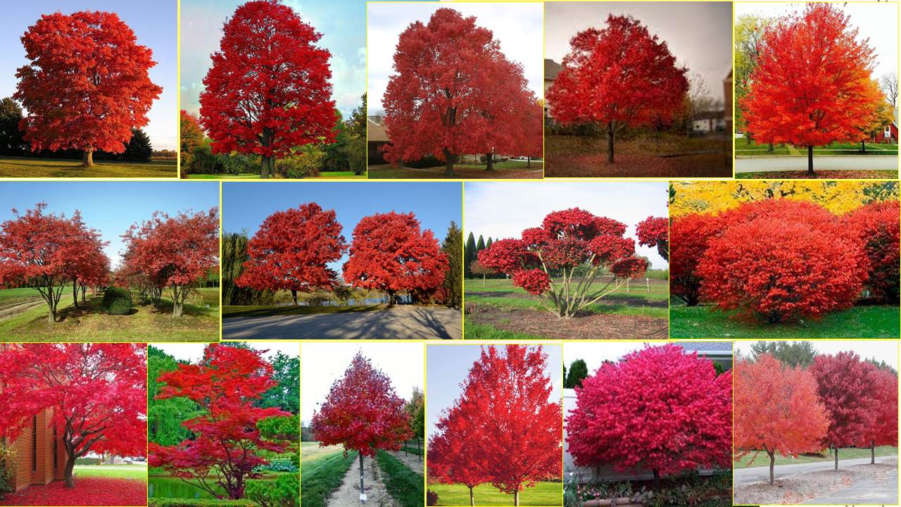 Яна Рудковская мен Билананың порносы