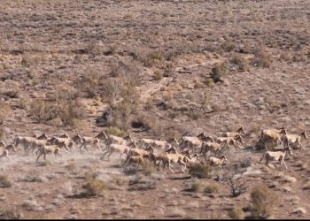 «Алтынемел – құландар мекені» фестивалі екінші жыл қатарынан өтіп отыр