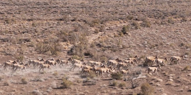 «Алтынемел – құландар мекені» фестивалі екінші жыл қатарынан өтіп отыр