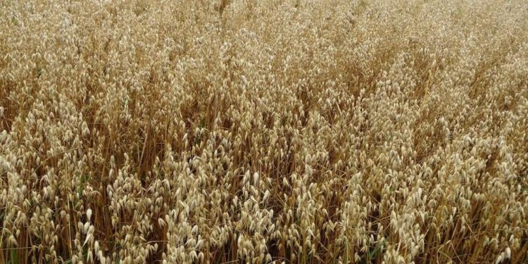 Ғалымдар сұлы селекциясы бойынша жұмыстар жүргізуде