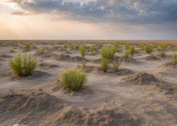 Арал өңіріне өмірді қайтаруға көмектеседі