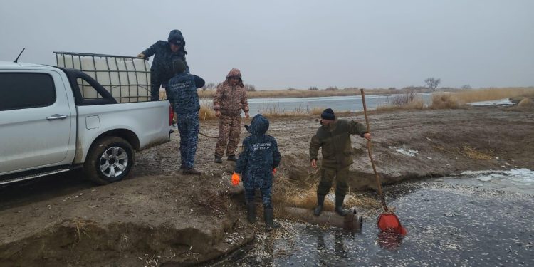 Бақсай су арнасында 180 мың дана балық шабағы құтқарылды
