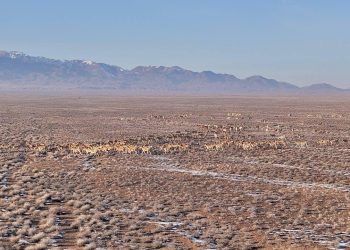 Алтын-Емелдегі құландар саны 3,6 басты құрады