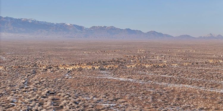 Алтын-Емелдегі құландар саны 3,6 басты  құрады