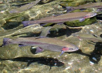 Заманауи балық өнеркәсібі кешені құрылысының бірінші кезеңі аяқталды