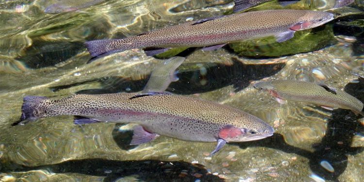 Заманауи балық өнеркәсібі кешені құрылысының бірінші кезеңі аяқталды