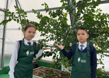 Лимон ағашы бүгінде жеміс беріп тұр