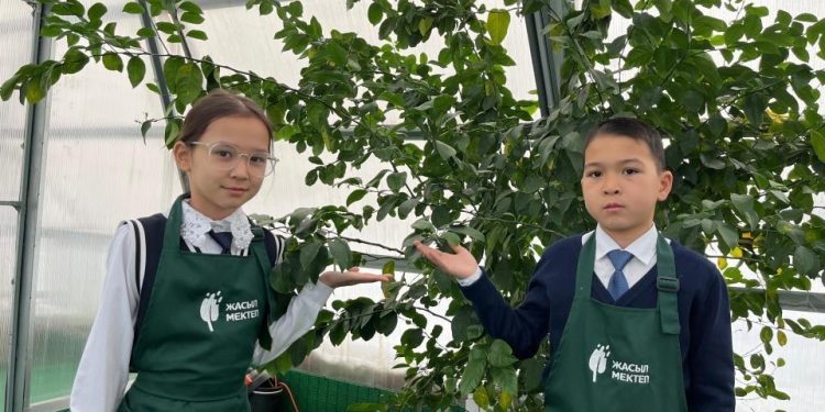 Лимон ағашы бүгінде жеміс беріп тұр