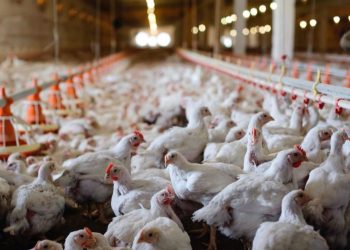 Түркістан облысында бройлер құс фабрикасы салынады