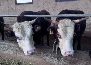 ІҚМ және ҰМ әкетуге сандық шектеулер (квоталар) енгізіледі