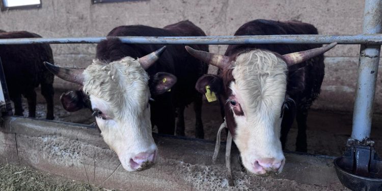 ІҚМ және ҰМ әкетуге сандық шектеулер (квоталар) енгізіледі