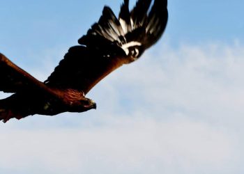 Табиғатқа бүркіттер жіберілді