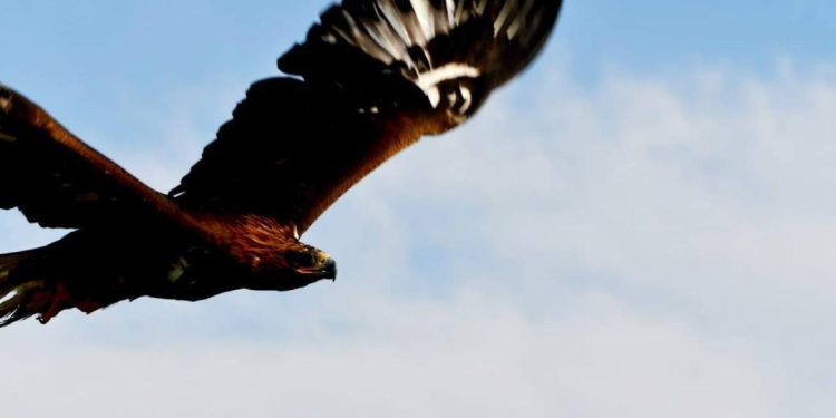 Табиғатқа бүркіттер жіберілді