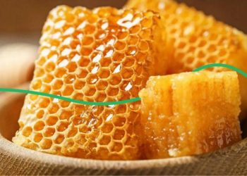 Қазақстандық ара шаруашылығы алғаш рет Еуропалық Одақтың тізіліміне енгізілді