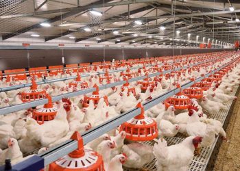 Сапалы құс етін Қазақстан бойынша жеткізуді жоспарлап отыр