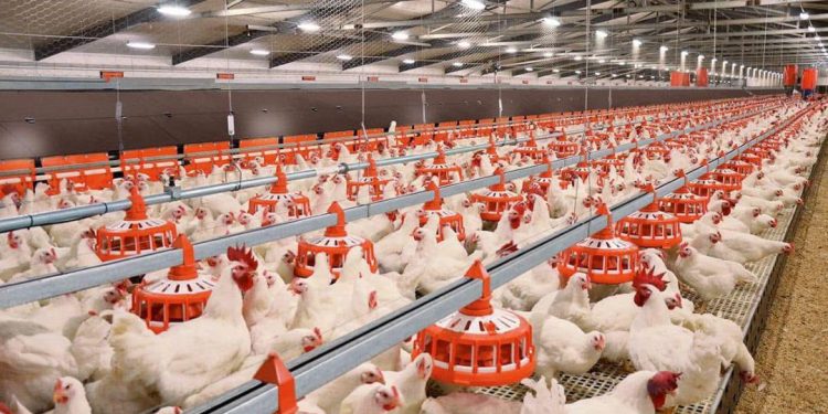 Сапалы құс етін Қазақстан бойынша жеткізуді жоспарлап отыр