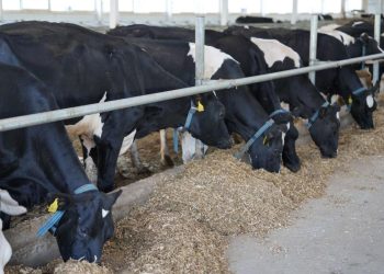 Қостанай облысының нәтижелері өңірлік тиімді модельдерге сүйенудің нәтижелі екенін көрсетіп отыр