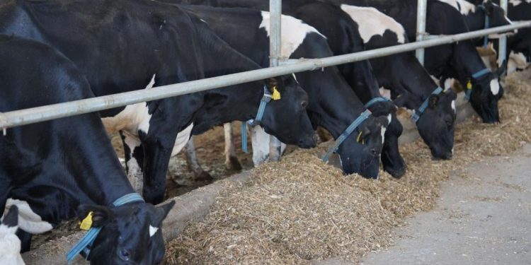 Қостанай облысының нәтижелері өңірлік тиімді модельдерге сүйенудің нәтижелі екенін көрсетіп отыр