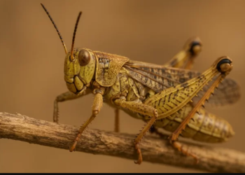 В Астраханской области введён режим повышенной готовности из-за нашествия саранчи