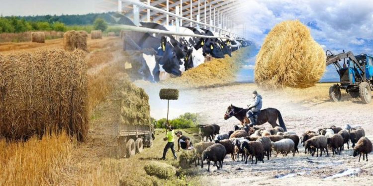 2025 жылғы 1 тамызда Қазақстанда Ұлттық ауыл шаруашылығы санағы басталады