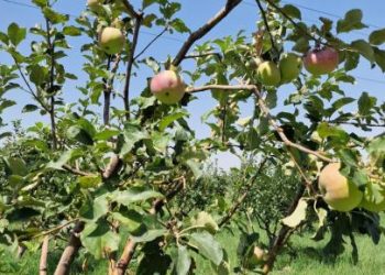 «Апорт» алмасының сортын қайта жаңғырту жөніндегі Жол картасының жүзеге асырылуына мониторинг жүргізілді