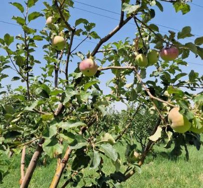 «Апорт» алмасының сортын қайта жаңғырту жөніндегі Жол картасының жүзеге асырылуына мониторинг жүргізілді