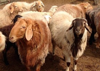 12 мың бас ұсақ малға арналған бордақылау алаңы салынады