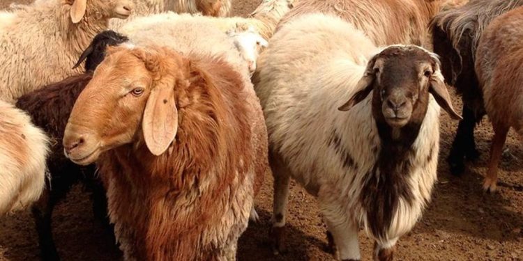 12 мың бас ұсақ малға арналған бордақылау алаңы салынады