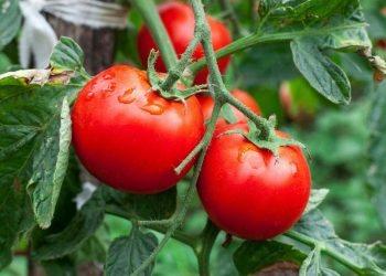 Қазақстан аграрлық секторға жоғары технологиялық инвестициялар тартуға мүдделі