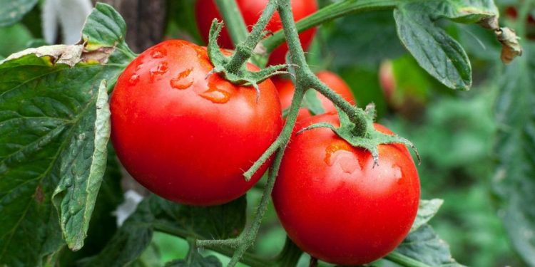 Қазақстан аграрлық секторға жоғары технологиялық инвестициялар тартуға мүдделі