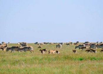 Батыс Қазақстан облысы аумағында киік санын реттеу жұмыстары ресми түрде басталды