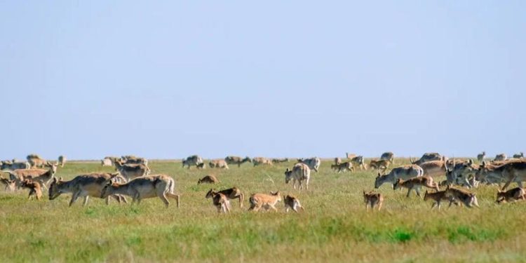 Батыс Қазақстан облысы аумағында киік санын реттеу жұмыстары ресми түрде басталды