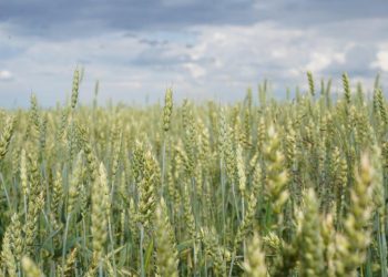 Ақмола астығы Эстония арқылы Еуропаға жол салуда