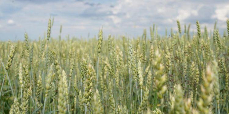 Ақмола астығы Эстония арқылы Еуропаға жол салуда