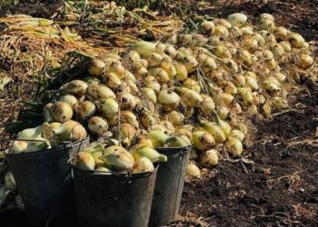 Елімізде 3,1 млн тонна астық бастырылды