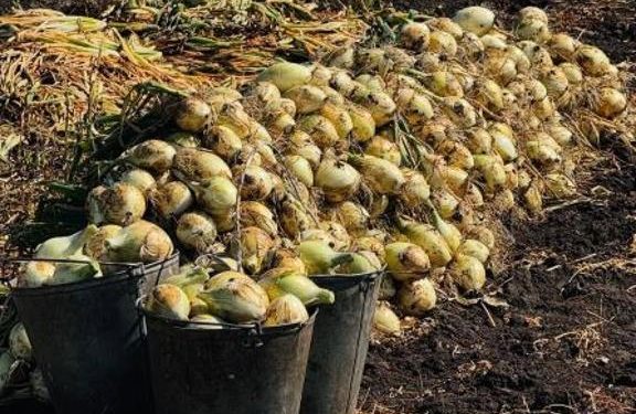 Елімізде 3,1 млн тонна астық бастырылды