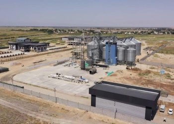 Жүгеріні терең өңдеу жобасы жүзеге асырылуда