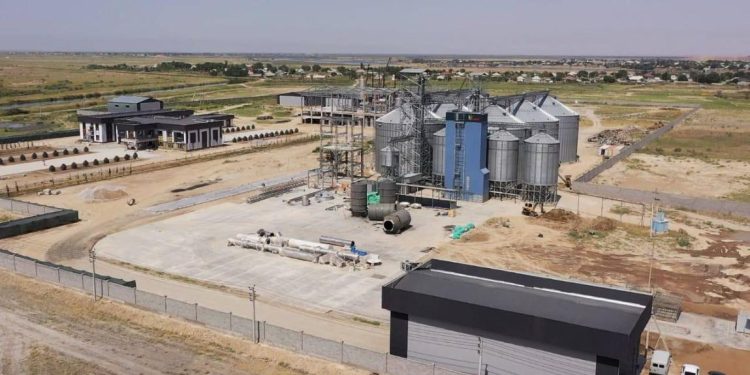 Жүгеріні терең өңдеу жобасы жүзеге асырылуда