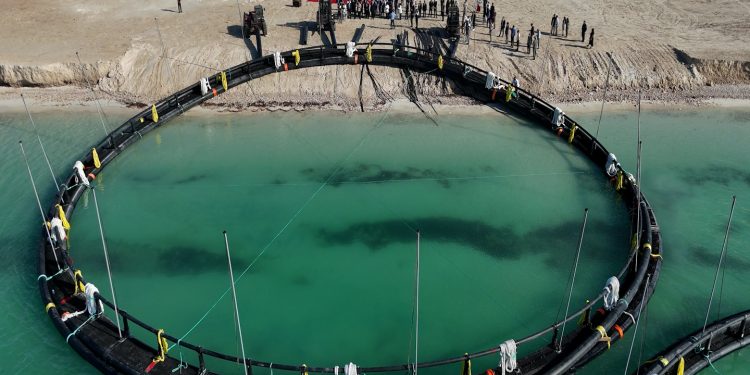 Маңғыстауда Орталық Азиядағы алғашқы теңіз аквашаруашылық жобасы басталды