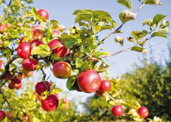 Алматы облысында көкөніс пен жемістерді өңдейтін зауыттың құрылысы басталды