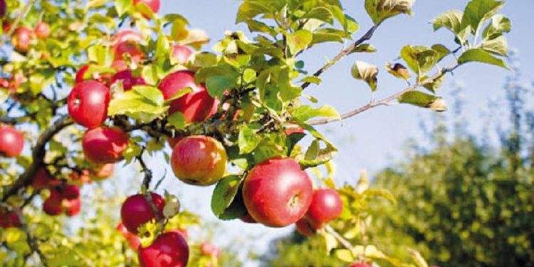 Алматы облысында көкөніс пен жемістерді өңдейтін зауыттың құрылысы басталды