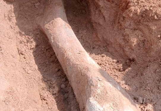 АРХЕОЛОГТАР 15 МЫҢ ЖЫЛДЫҚ МАМОНТТЫ ЗЕРТТЕЙДІ